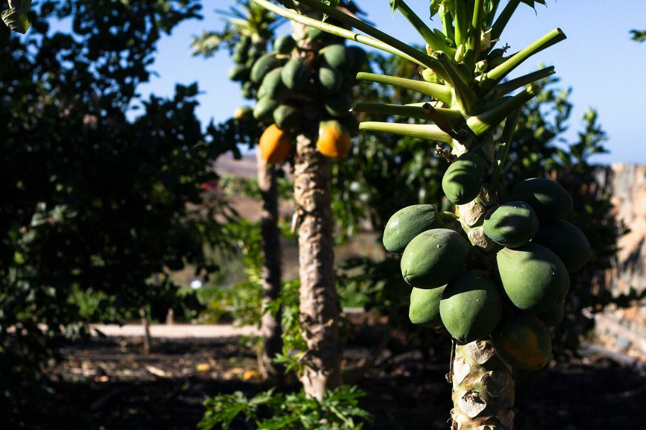 Finca Arbequina Pájara Εξωτερικό φωτογραφία