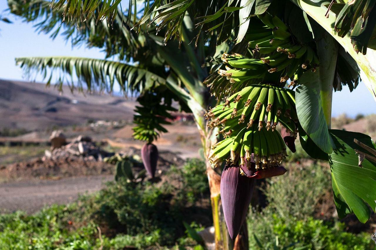 Finca Arbequina Pájara Εξωτερικό φωτογραφία