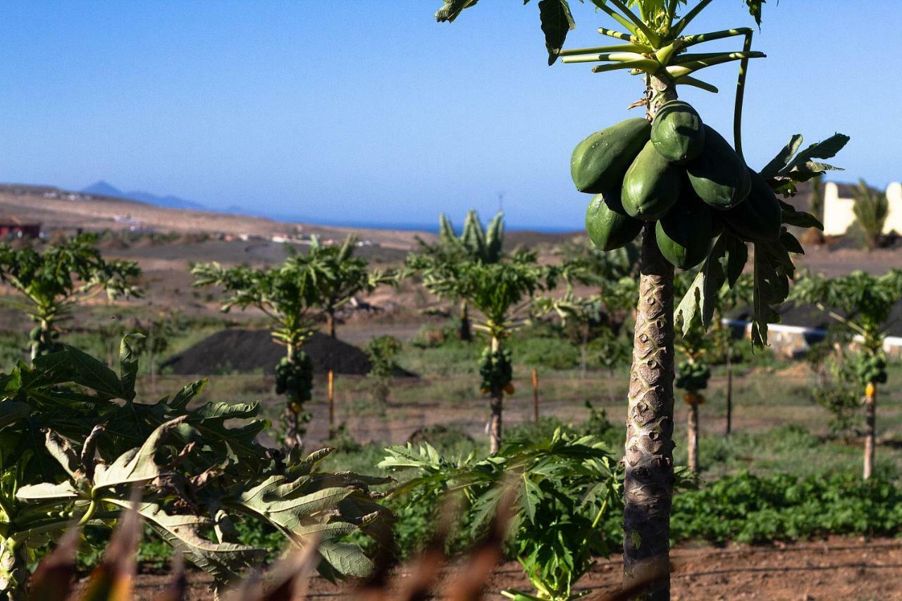 Finca Arbequina Pájara Εξωτερικό φωτογραφία