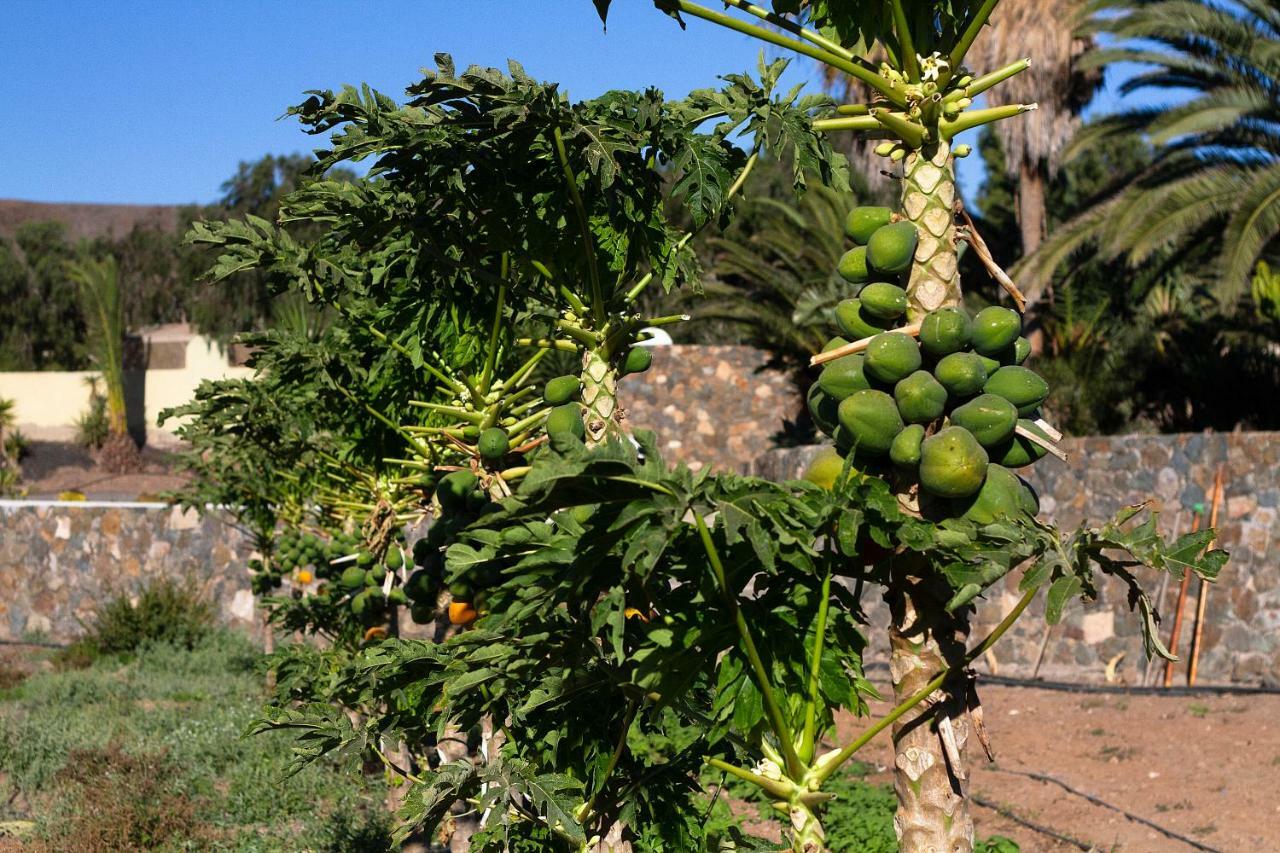Finca Arbequina Pájara Εξωτερικό φωτογραφία