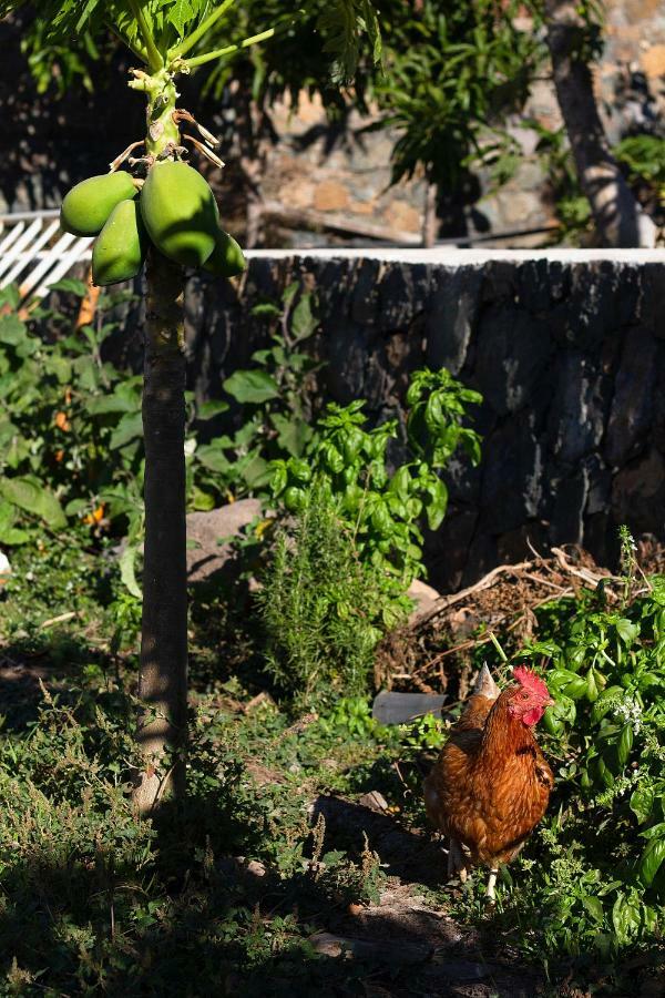 Finca Arbequina Pájara Εξωτερικό φωτογραφία